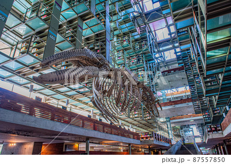 SFの世界？　バスコンセロス図書館 87557850