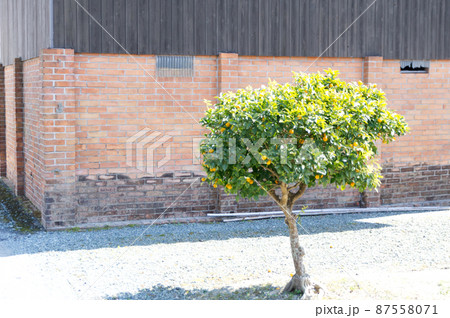 レンガ組の焼却炉と蜜柑の木 87558071