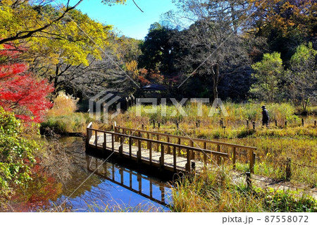 国立科学博物館附属自然教育園 87558072