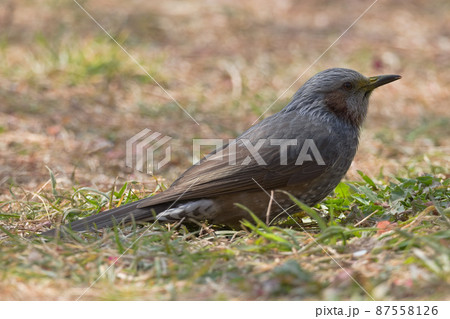 草地の地面に立つ真横からのクチバシに花粉をつけたヒヨドリ 87558126