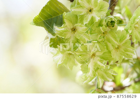 御衣黄桜 87558629