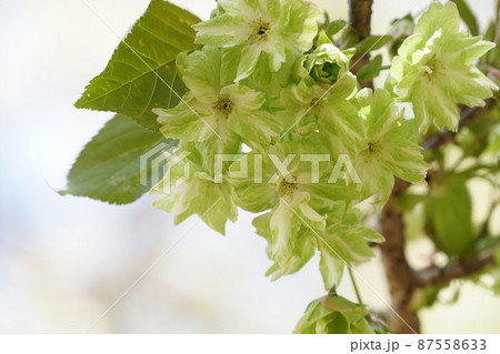 御衣黄桜 87558633