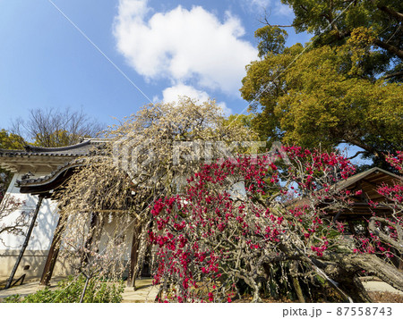 道明寺天満宮の梅の花 87558743