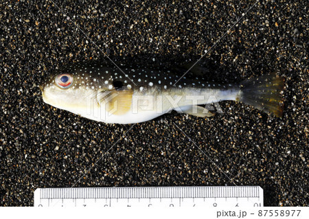 漂着物　クサフグ 87558977