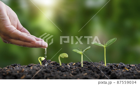 Planting and seeding Grow seedlings on soil, seedling growth ideas. 87559034