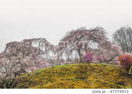 雨の勝間薬師堂の桜 87559053