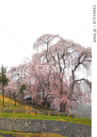 雨の勝間薬師堂の桜 雨の勝間薬師堂の桜 87559061