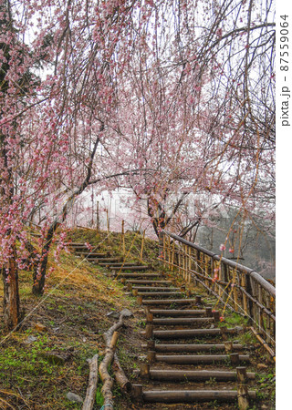 雨の勝間薬師堂の桜 87559064