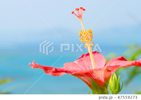 沖縄の青い海と青い空と真っ赤なハイビスカスの花 87559273