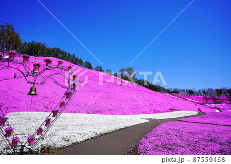 ひがしもこと芝桜公園  北海道 87559468