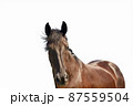 Portrait of a young dark bay horse in front of a white background 87559504