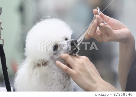 トリマーの娘に可愛くトリミングして貰ってる愛犬トイプードルのベイリーちゃん トリマーの娘に可愛くトリミングして貰ってる愛犬トイプードルのベイリーちゃん 87559546