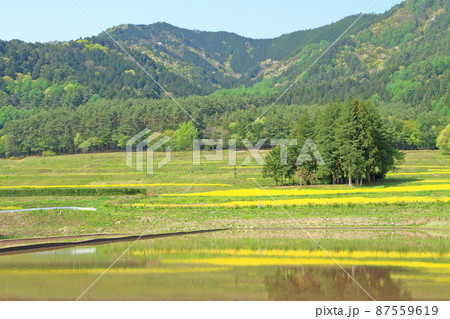 安曇野の5月　菜の花咲く里山 87559619