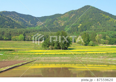 安曇野の5月　菜の花咲く里山 87559620