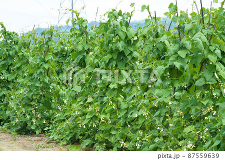 インゲンマメ畑 87559639