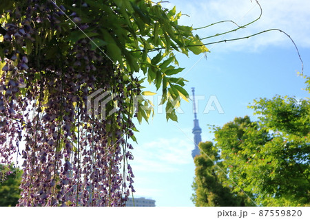 亀戸天神の藤棚　 87559820