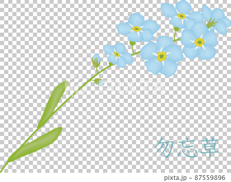 勿忘我花 87559896