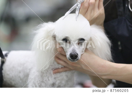 トリマーの娘にトリミングしてもらいながらこちらを可愛く見つめる愛犬トイプードルのベイリーちゃん トリマーの娘にトリミングしてもらいながらこちらを可愛く見つめる愛犬トイプードルのベイリーちゃん 87560205