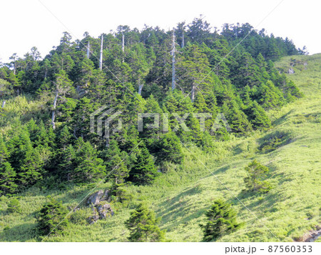 武陵農場 山林 林 87560353
