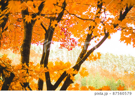 2021年の紅葉1 87560579