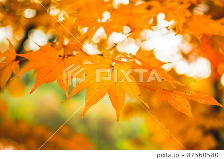 2021年の紅葉2 87560580