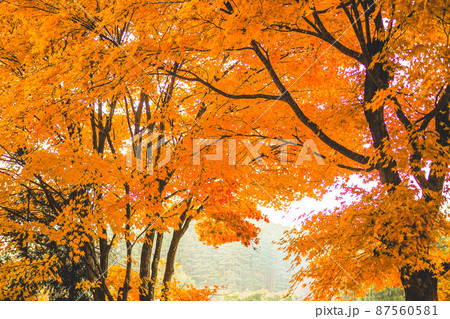 2021年の紅葉3 87560581