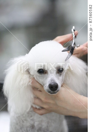 トリマーの娘に可愛くトリミングしてもらいながら嬉しそうに見つめる愛犬トイプードルのベイリーちゃん 87560582