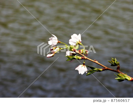 春 桜 花 87560657