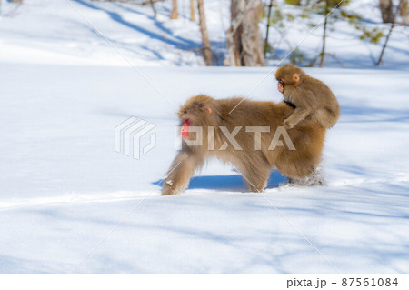 【野生動物】冬の上高地の猿【長野県】 【野生動物】冬の上高地の猿【長野県】 87561084
