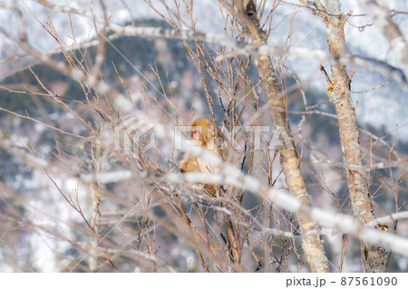 【野生動物】冬の上高地の猿【長野県】 87561090