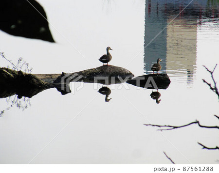 宜蘭 博物館 ミュージアム 87561288