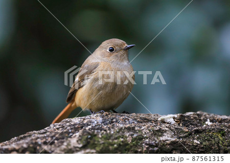 ジョウビタキ 87561315
