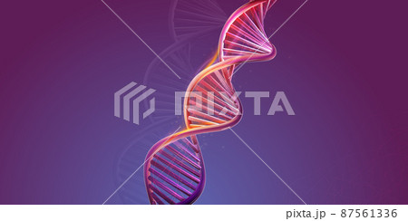 DNA double helix structure on a purple background. DNA double helix structure on a purple background. 87561336