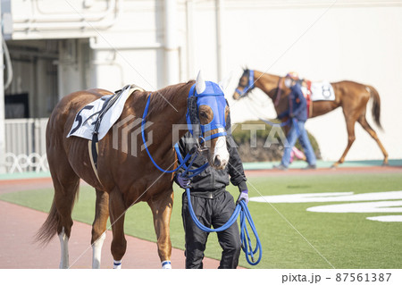 競馬場　パドックを周回する競走馬 87561387
