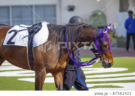 競馬場 パドックを周回する競走馬2 競馬場 パドックを周回する競走馬2 87561422