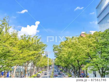 東京渋谷の都市風景　表参道 87561746