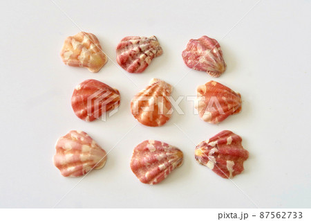 キンチャクガイ キンチャクガイ 87562733