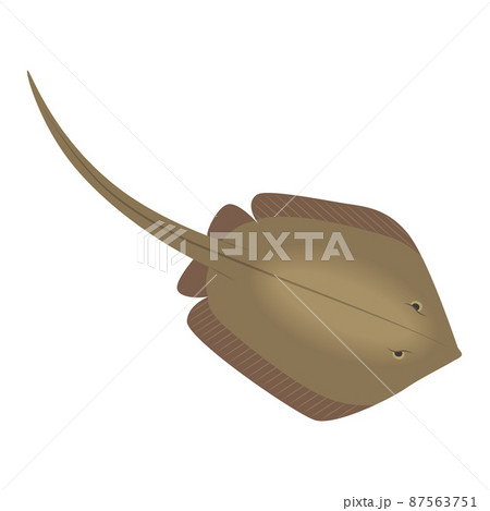 エイのイラスト 87563751