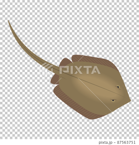 エイのイラスト 87563751