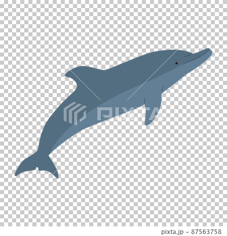 海豚的插圖 海豚的插圖 87563758