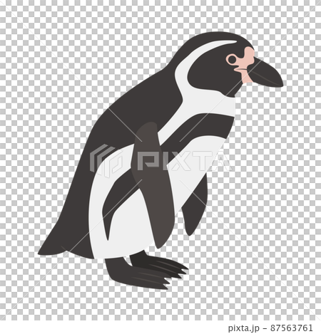 Humboldt penguin illustration 87563761