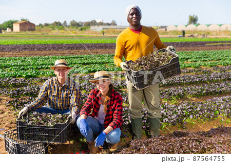 Three farmers posing on leaf vegetables field Three farmers posing on leaf vegetables field 87564755