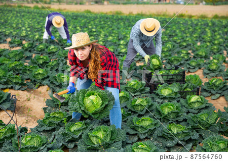 Young female farmer harvesting fresh savoy cabbage 87564760