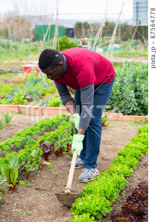 Afro-american man with hoe in the garden Afro-american man with hoe in the garden 87564778