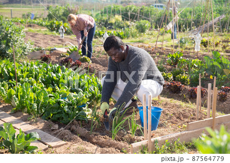 African american man working in a vegetable garden is loosening the soil African american man working in a vegetable garden is loosening the soil 87564779