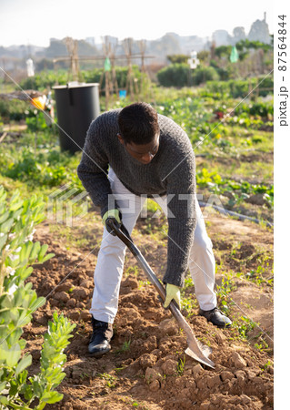 male farmer digging empty beds male farmer digging empty beds 87564844