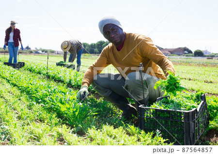African-american worker harvesting green mizuna (Brassica rapa nipposinica laciniata) in garden 87564857