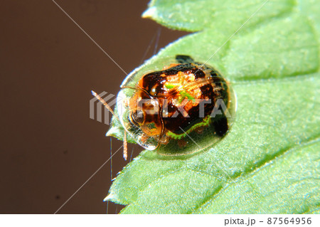 セモンジンガサハムシ セモンジンガサハムシ 87564956