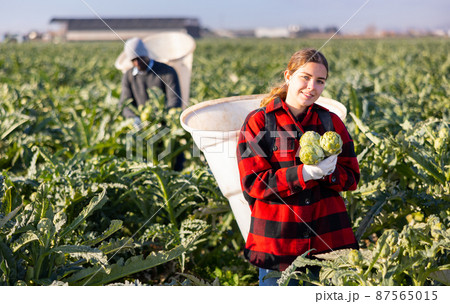 Woman harvesting ripe artichoke buds in basket Woman harvesting ripe artichoke buds in basket 87565015