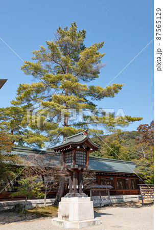 奈良、橿原神宮の庭の大松 奈良、橿原神宮の庭の大松 87565129